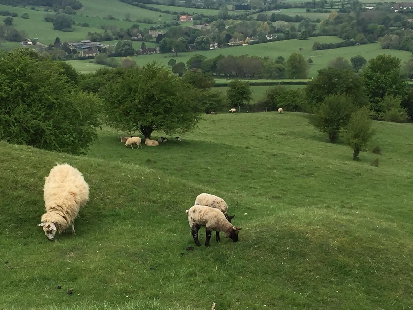 Lambs in the fields each spring