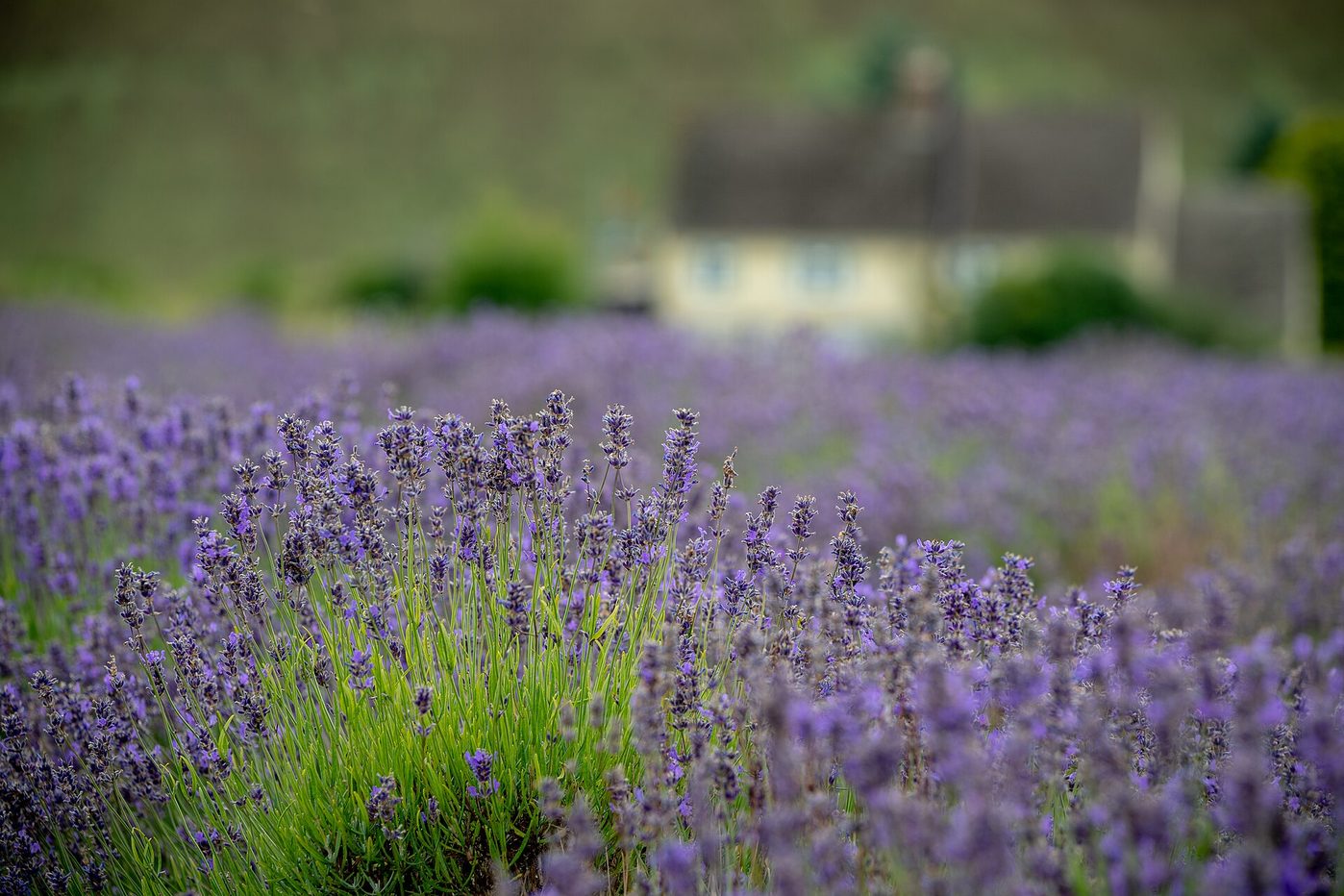 Cotswold Lavender, Snowshill
