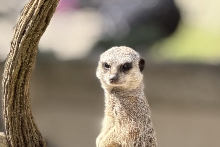 Cotswold Wildlife Park